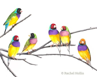 Goudlian Finches - Australian Birds - Finch - Wildlife - Art Print