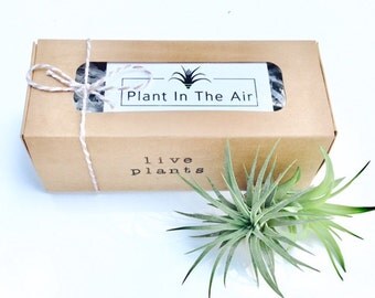 Air Plant Gift Sets - Available in sets of 2, 3 and 4