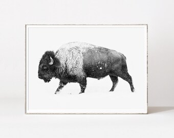 Buffalo, buffalo print, bison wall art, bison, black and white buffalo, buffalos, american buffalo, american art, animal prints, bull print