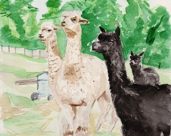 Watercolour Alpacas A4