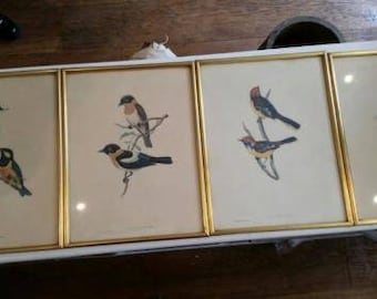 4x Gould and Richter Bird Litho's 1x A. Marlin bird litho. Very Rare