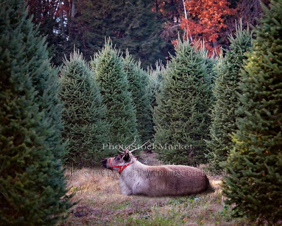 christmas tree farm new england evergreen photography christmas tree farm new england evergreen photography