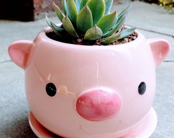 Cute PIG Planter with Succulent (PLANT INCLUDED!)