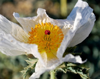 Pickly Poppy//Photography//Flower//Silky White