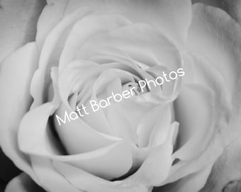 Monochrome Rose Photo Print