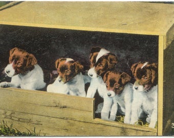 Five Cute Puppies in a Wooden Crate Vintage Greetings POSTCARD Post Card