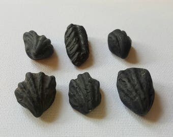 Fossils, beach finds, Rare, from Kent Coast United Kingdom