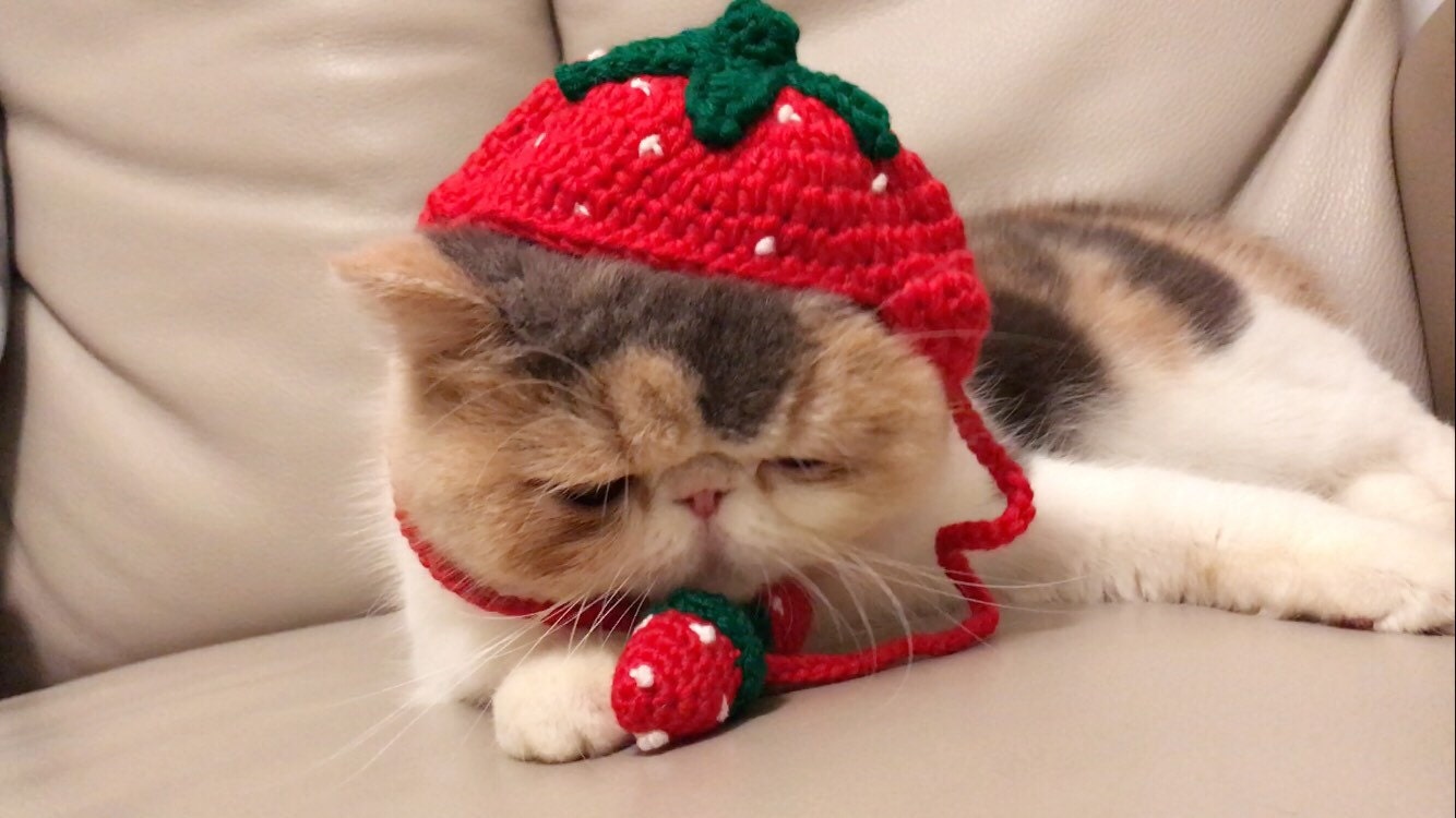 Handmade knitted strawberry hat for pet /for cats /small dogs