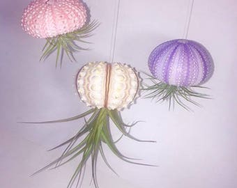Hanging sea urchin air plant jelly fish