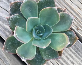 Echeveria | Etsy