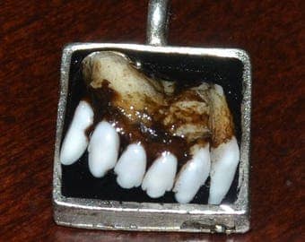 Coyote Jaw and Teeth Necklace Pendant