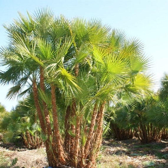 Acoelorrhaphe Wrightii Everglades Palm Tree Seeds