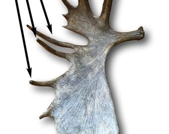 Large Moose Antler Tine - Dog Chew