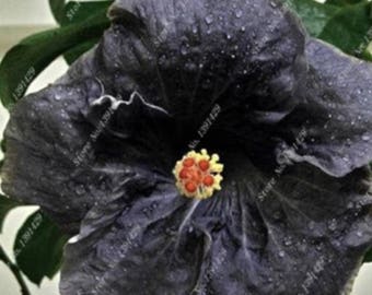 Gorgeous Black Hibiscus Flower Seeds, Qty. 20 Seeds