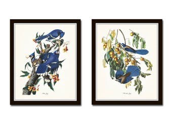Audubon Birds Print Set No 16 Blue Jay Botanical Prints Illustration Audubon Birds Print Set No 16 Blue Jay Botanical Prints Illustration