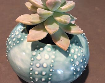 Sea Urchin, Sea Urchin Succulent Planter, Succulent Planter, Beach Theme, Easter Plant, Father's Day gift