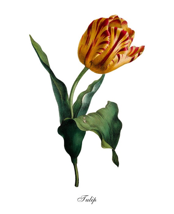 Antique Botanical Print Tulip Print Red and Yellow Tulip