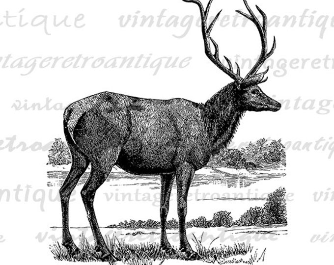 Digital Antique Elk Printable Download Image Animal Artwork Graphic Vintage Clip Art Jpg Png Eps HQ 300dpi No.2195