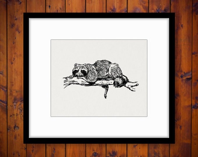 Antique Raccoon Printable Graphic Digital Download Image Vintage Clip Art Jpg Png Eps HQ 300dpi No.336