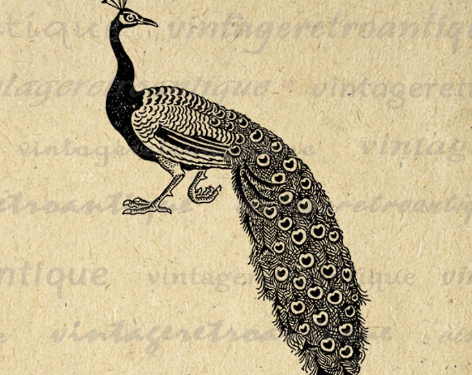 Printable Graphic Peacock Digital Animal Bird Download Image Artwork Vintage Clip Art Jpg Png Eps HQ 300dpi No.3707