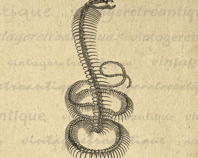 Digital Image Snake Skeleton Graphic Download Printable Illustration Vintage Clip Art Jpg Png Eps HQ 300dpi No.2226