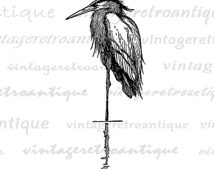 Digital Heron Bird Graphic Download Image Printable Antique Clip Art Jpg Png Eps HQ 300dpi No.138