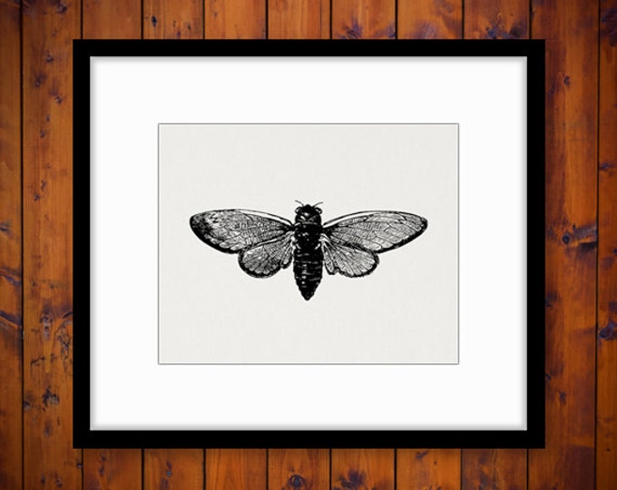 Cicada Insect Digital Image Download Illustration Graphic Printable Antique Clip Art Jpg Png Eps HQ 300dpi No.3412