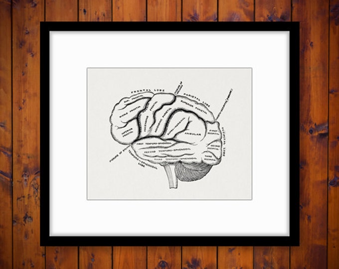 Digital Printable Brain Diagram Graphic Medical Image Anatomy Download T-Shirts Jpg Png Eps HQ 300dpi No.110