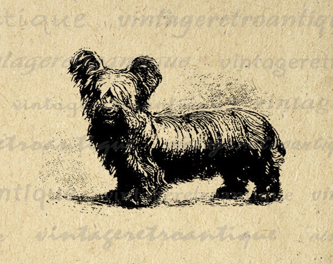 Digital Image Small Dog Graphic Download Printable Antique Clip Art Jpg Png Eps HQ 300dpi No.661