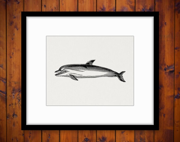 Printable Image Dolphin Digital Graphic Ocean Artwork Download Illustration Vintage Clip Art Jpg Png Eps HQ 300dpi No.2754