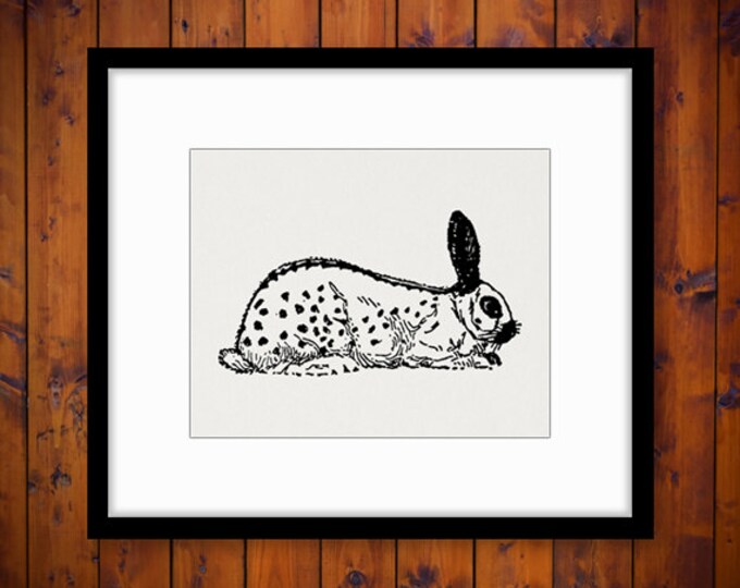 Digital Graphic English Spotted Rabbit Image Bunny Illustration Download Printable Jpg Png Eps HQ 300dpi No.3120