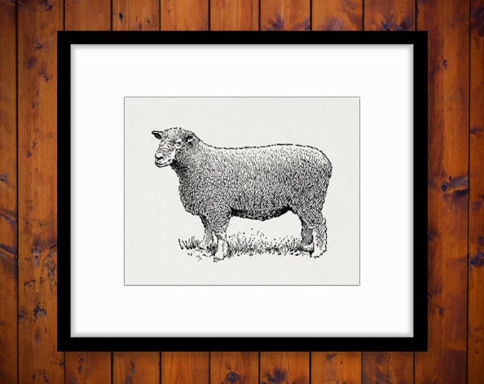 Ryeland Ram Sheep Printable Image Digital Illustration Graphic Download Vintage Clip Art Jpg Png Eps HQ 300dpi No.3260