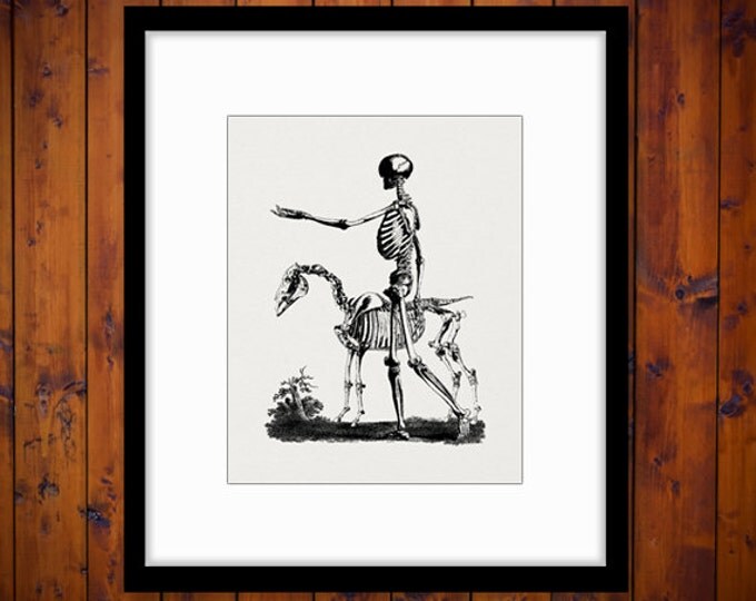 Printable Image Skeleton with Horse Graphic Download Digital Illustration Vintage Clip Art Jpg Png Eps HQ 300dpi No.2216