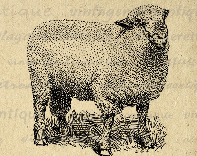 Hampshire Ram Sheep Printable Digital Image Cute Animal Download Graphic Vintage Clip Art Jpg Png Eps HQ 300dpi No.3529