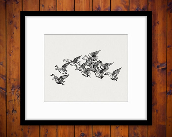 Printable Image Flying Geese with Crowns Graphic Bird Illustration Download Digital Jpg Png Eps HQ 300dpi No.3790