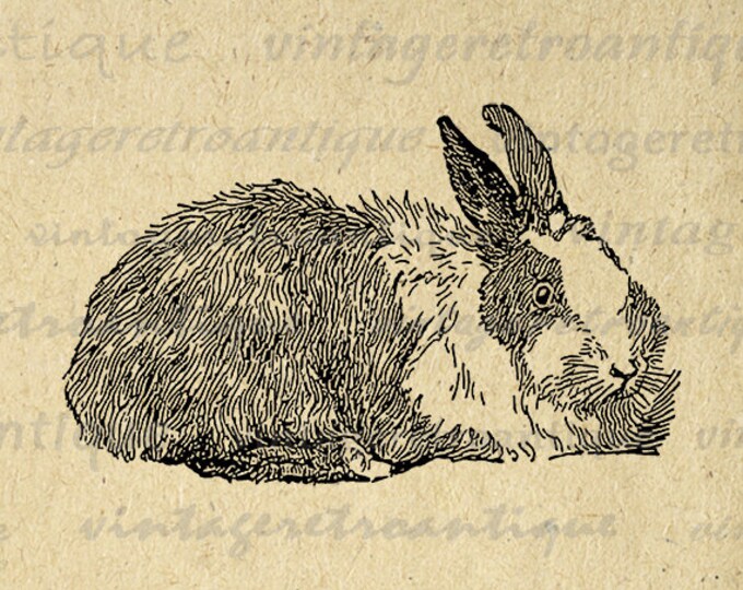 Digital Angora Rabbit Printable Download Bunny Illustration Graphic Image Vintage Clip Art Jpg Png Eps HQ 300dpi No.3108