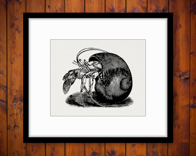 Printable Hermit Crab Digital Download Graphic Image Artwork Vintage Clip Art Jpg Png Eps HQ 300dpi No.3192