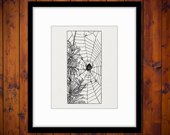 Spider on Spider Web Image Graphic Download Digital Spiderweb Printable Antique Clip Art Jpg Png Eps HQ 300dpi No.2536