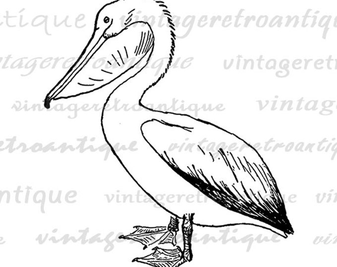 Printable Pelican Bird Image Graphic Digital Download Artwork Antique Clip Art Jpg Png Eps HQ 300dpi No.1073