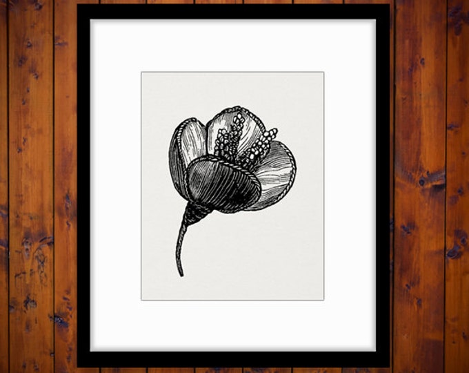 Printable Graphic Anemone Flower Image Download Digital Illustration Antique Clip Art Jpg Png Eps HQ 300dpi No.2756