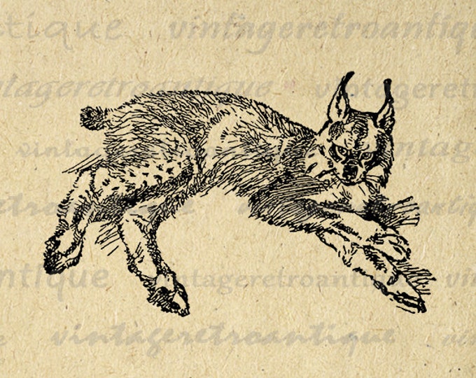 Printable Lynx Cat Image Graphic Animal Download Illustration Digital Vintage Clip Art Jpg Png Eps HQ 300dpi No.908