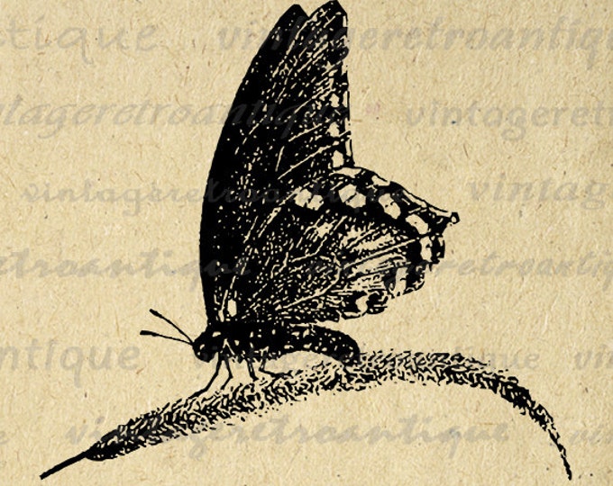 Digital Printable Butterfly Download Butterfly Graphic Butterfly Image Vintage Clip Art for Transfers Printing etc HQ 300dpi No.4640