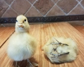 SALE! Posable legs TAXIDERMY Long Island Domestic (Natural Death) Baby DUCK-Duckling=bird-farm-country