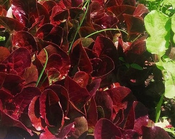 Pandero Romaine Lettuce~ op heirloom 30+ seeds