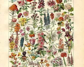 Botanical prints | Etsy
