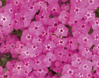 PBPHD)~PINK PHLOX Drummondii~Seeds!!!!~~~Pink Garden Jewels!