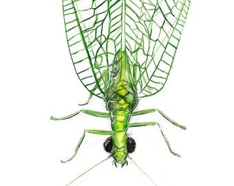 Lacewing - bug art print