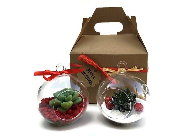 Succulent Terrarium SetTwo DIY Terrarium Gift BoxesChristmas