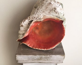 Big Seashell Decor/ Rapa Whelk Shell Decor/ Large Rapana Seashell/ Sea Snail Decor/ Ocean Decor/ Nautical Decor/ Coastal Decor/ Beach Gift