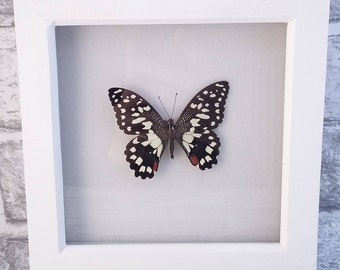 Shadowbox, Butterfly Art, Insect Art, Handmade, Butterflies, Insect, Curiosity, Entomology, Butterfly Shaddowbox, Real Butterfly.